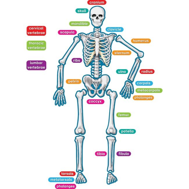 Teacher Created Resources Accents Mgntc Human Skeletn TCR77241